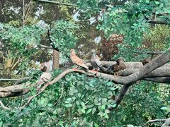 -西霞口神雕山野生动物世界