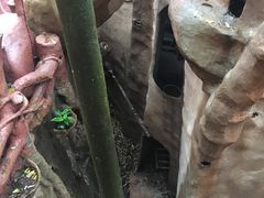 -天门沟九州驿站树上汤泉