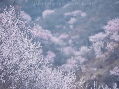-妙峰山风景名胜区