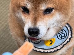 -逗柴咖啡屋·狗咖猫咖宠物桌游