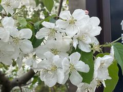 -海棠花溪(元大都城垣遗址公园)