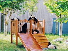 -卧龙中华大熊猫苑神树坪基地