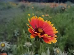 -汉长安城未央宫国家考古遗址公园