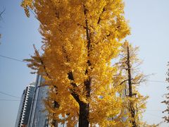 -两江幸福广场