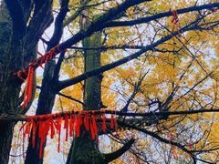 -西湖风景区十里琅珰-五云山