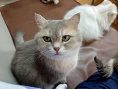 -MOCHA明星猫咖(田子坊店)