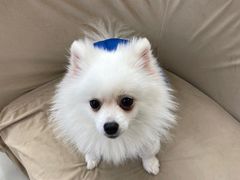 -怪兽屋·羊驼·猫咖·狗咖(俊华广场店)