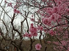 -无锡梅园公园