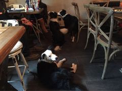 百好乐比萨-百好乐宠物友好餐厅(朝外大街店)