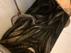 -龙继斑鱼庄(犀浦店)