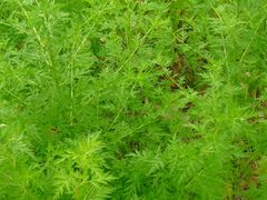 -广州神农草堂中医药博物馆