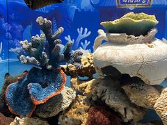 -芜湖新华联大白鲸海洋公园