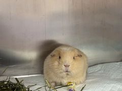 -立德异宠动物医院.兔鸟爬.内窥镜(天河店)
