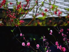 -桃花涧