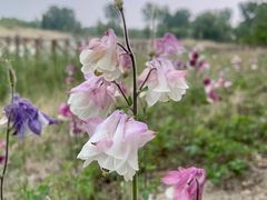 -野鸭湖国家湿地公园