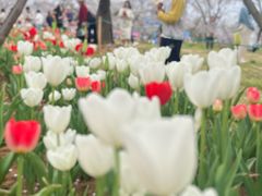 -东湖磨山景区樱花园-停车场