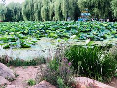 -长春市南湖公园