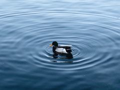 -布劳伽斯特豪夫哈尔施塔特宾馆