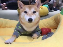 -逗柴咖啡屋·狗咖猫咖宠物桌游