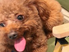 -艾贝尔宠物医院 ·内科全科(梁溪路店)