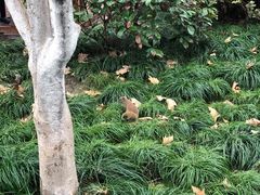 -西湖外事游船(湖滨二公园外事游船码头)