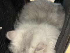 -瑞鹏宠物医院·骨科·猫科·内科(第一中心)