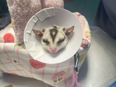 -达爱动物医院·犬猫分区·CT·复杂眼科(远洋山水分院)