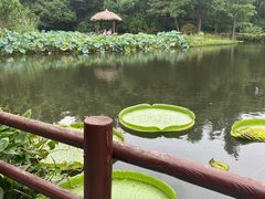 -上海滨江森林公园