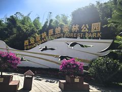 -西双版纳原始森林公园