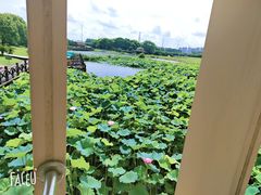 -荷塘月色湿地公园·向阳花洲