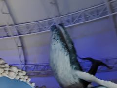 -烟台海昌鲸鲨海洋公园