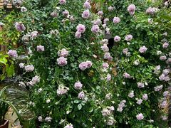 -园林美食城·本土农家菜(杨和镇店)