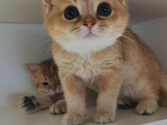 -东方名猫馆·英短金渐层布偶猫舍(环线广场1号楼店)