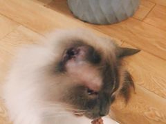 -Cappucimeow猫咪咖啡馆(韦伯时代店)