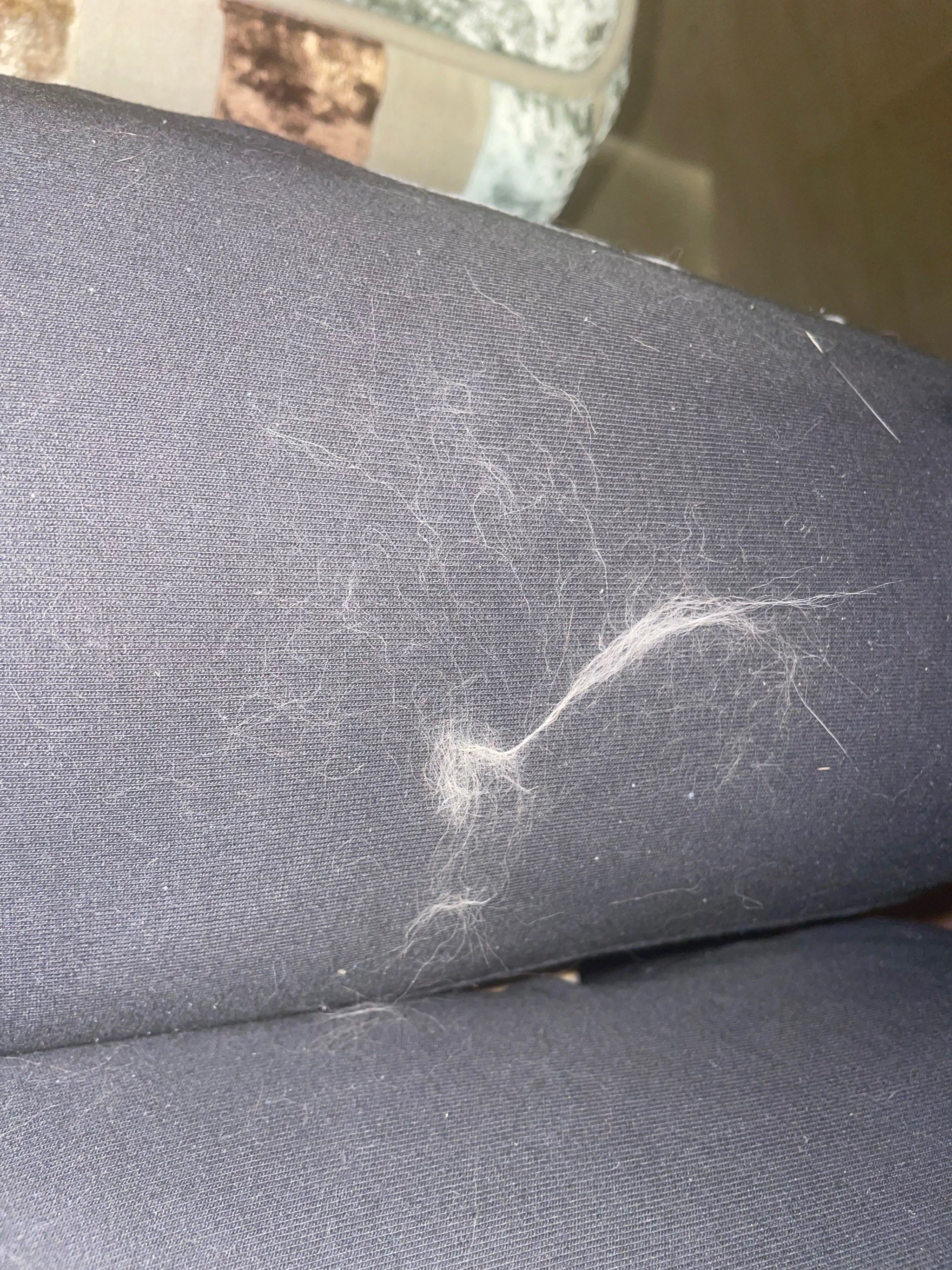 毛茸茸的猫咪又到了掉毛的季节