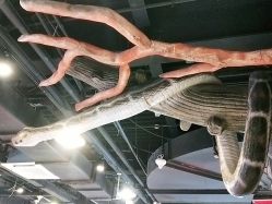 -卡通尼·Safari非洲探索乐园·生日会(金桥国际商业广场店)