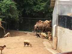 -泉州海丝野生动物世界