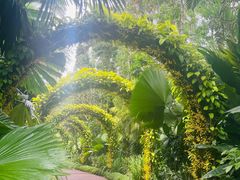 -新加坡植物园