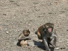-哈尔滨北方森林动物园