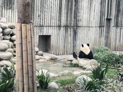 -成都大熊猫繁育研究基地