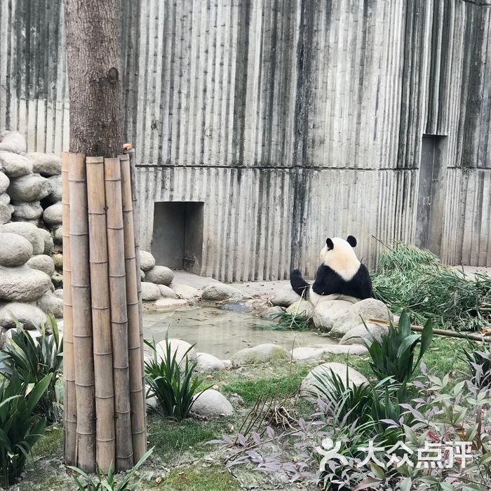 大熊貓繁育研究基地圖片-北京動物園-大眾點評網