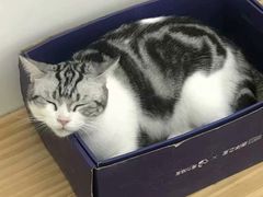 -李小姐の猫咖啡馆(五角场店)