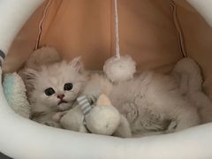 -屋虎猫馆(宝安大仟里店)