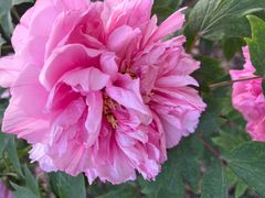 -洛阳郁金香牡丹园