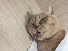 -北京观赏动物医院·24小时大型综合·猫专科·异宠专科