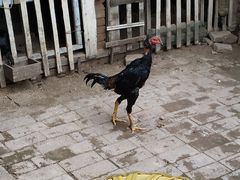 -清真·馬坡二旦烧烤(人生一串拍摄店)