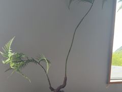 -宴武夷·匠心闽味(印象大红袍店)