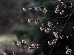 -扫雪煮茶(西村店)