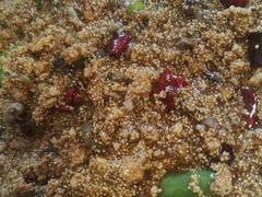 -金鹏鱼肉馆