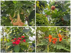 -国家植物园南园